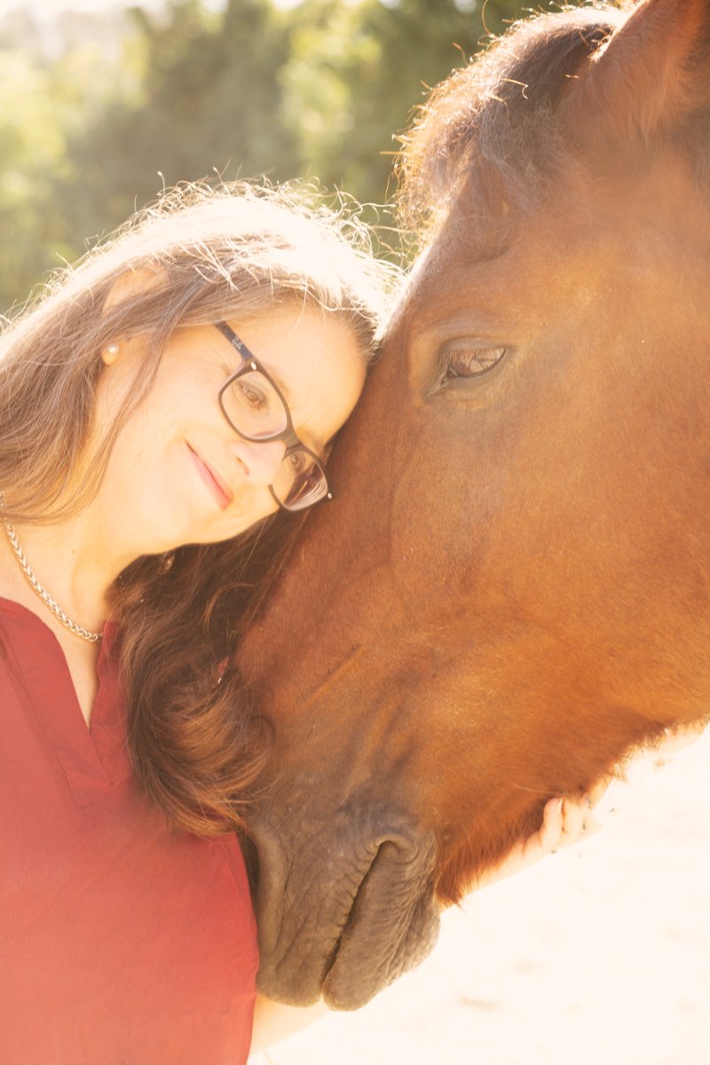 Beispielbild eines Pferdes mit Person